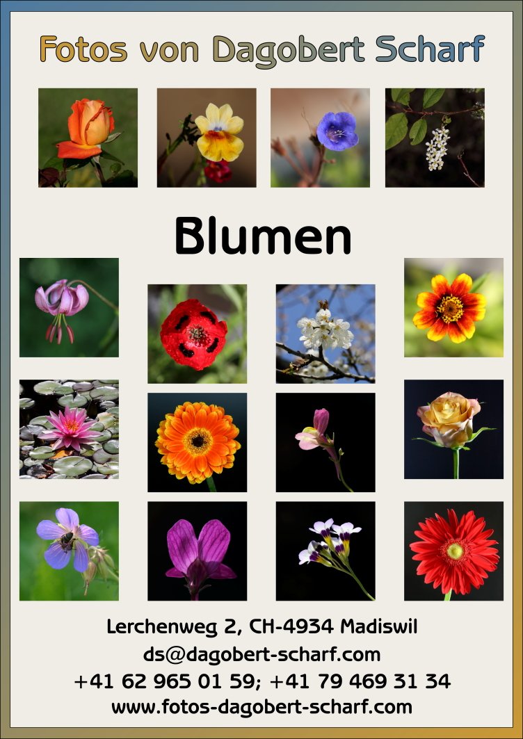 image-11248154-Katalog-Blumen-c9f0f.w640.JPG
